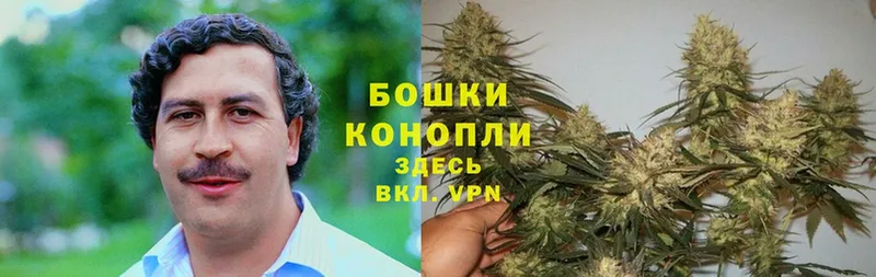 Бошки Шишки планчик  Алагир 